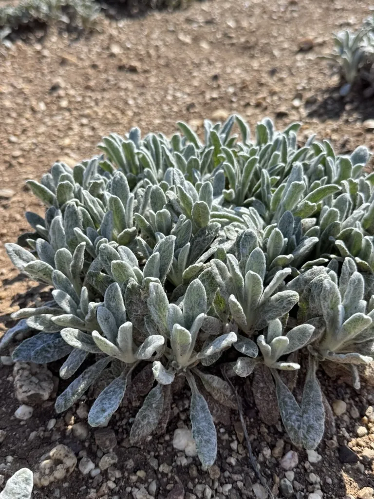 Nahaufnahme einer Bergtee-Rosette mit flauschigen, silbergrünen Blättern