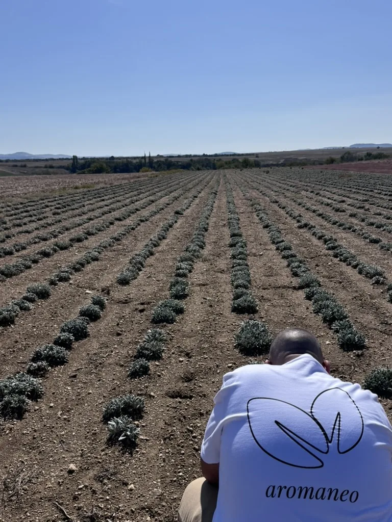 Reihen mit jungen Bergtee-Pflanzen auf unserem Feld, vorne einer von uns im aromaneo-Shirt