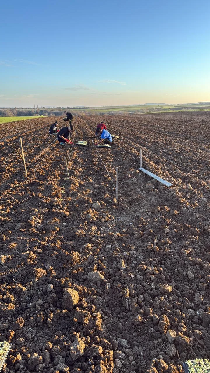 Frisch gepflügtes Feld mit gespannten Schnüren beim Setzen der ersten Bergtee-Pflanzen