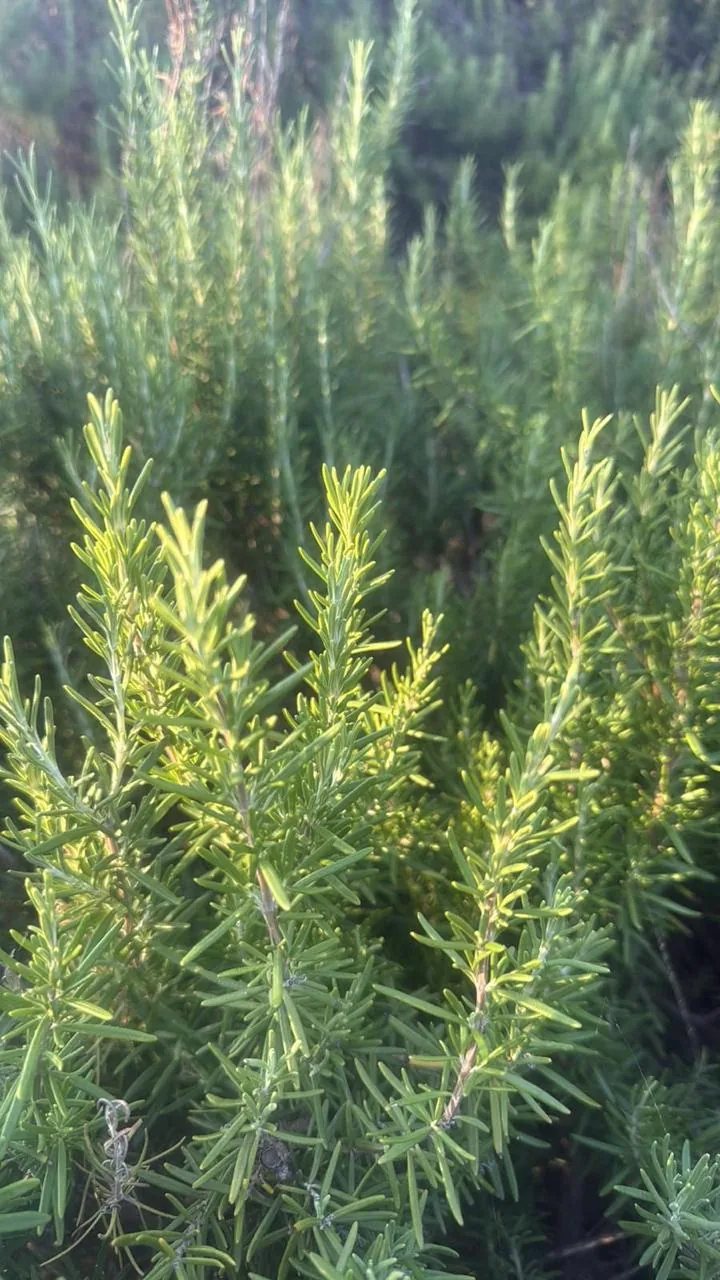 Frische Rosmarintriebe aus der Nähe