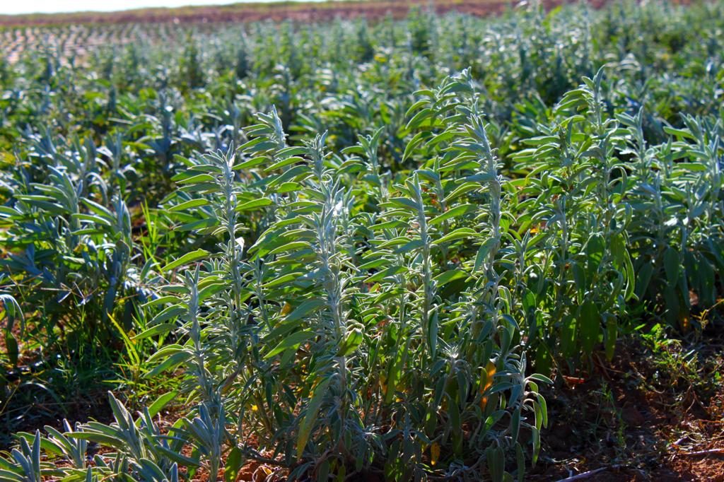 BIO Bergtee Feld